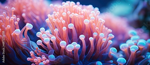Bubble anemone on a tropical coral reef, in close view.