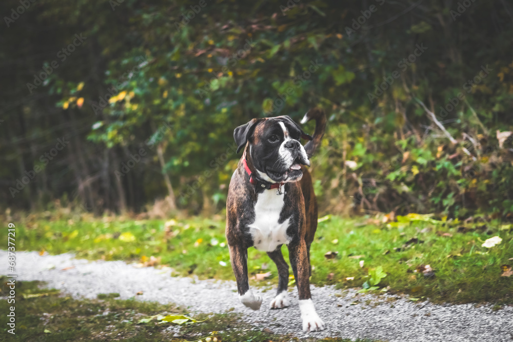 deutscher Boxer