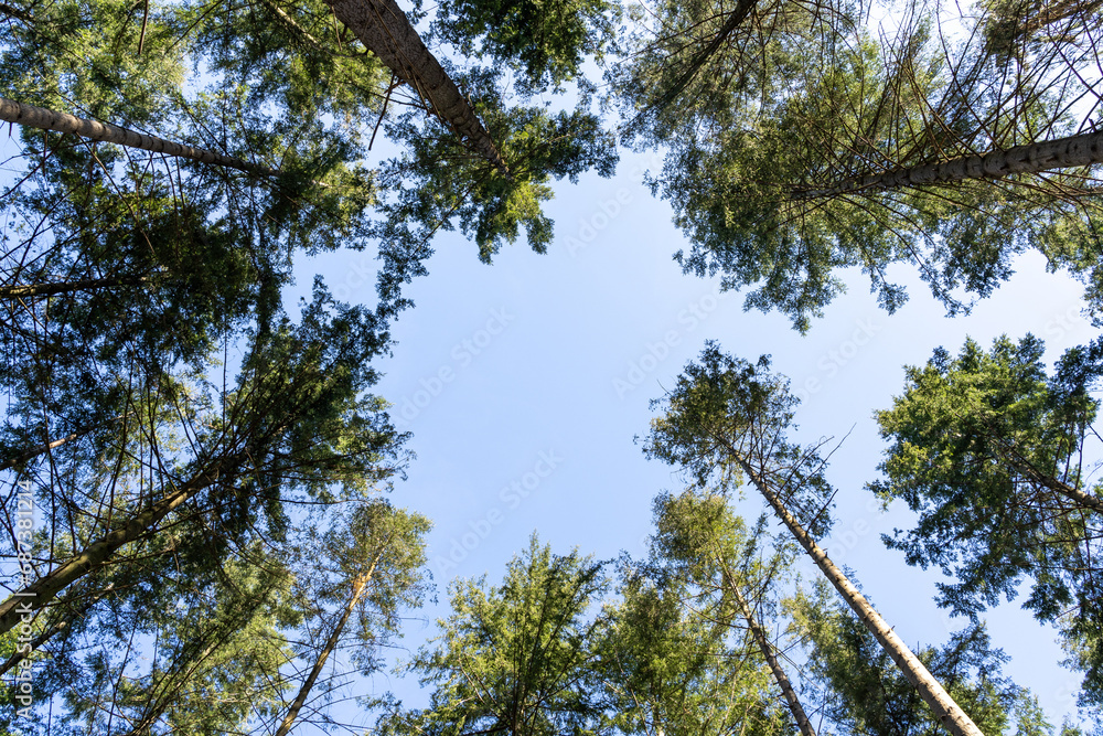 Fototapeta premium Spruce trees with blue sunny sky