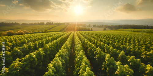 vineyard with rows of grapevines and sun peeking background generative ai
