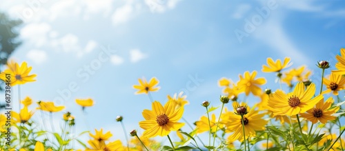 The yellow flowers are blooming beautifully, surrounded by green nature, under a sunny sky. © 2rogan