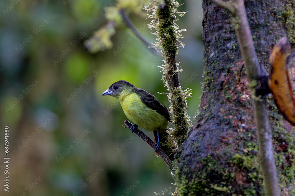 Naklejka premium a Female Flame Rumped Tanager (Ramphocellus flammigerus).