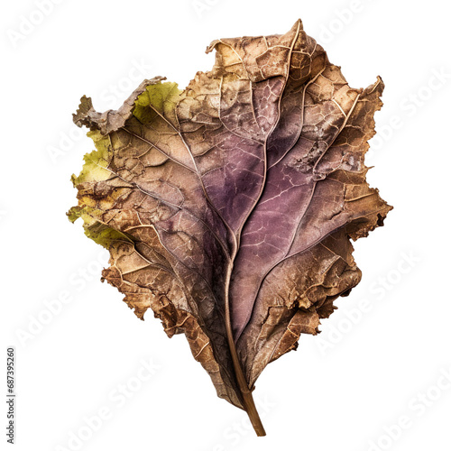 front view of a spoil rotten kale vegetable isolated on a white transparent background 