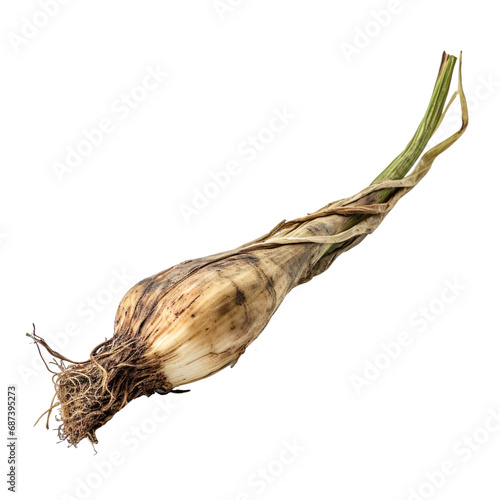 front view of a spoil rotten leek vegetable isolated on a white transparent background 