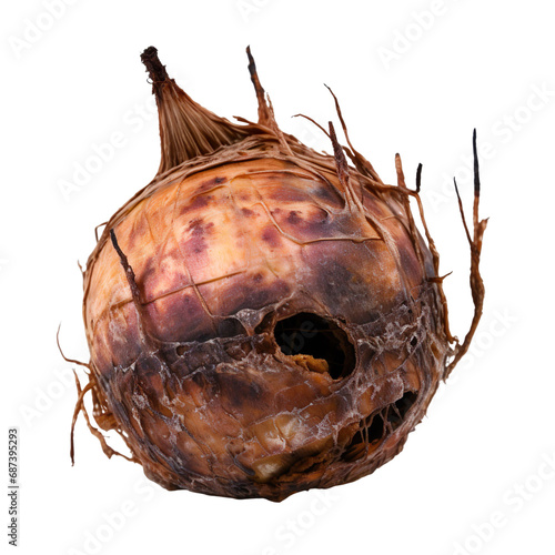 front view of a spoil rotten onion vegetable isolated on a white transparent background  photo