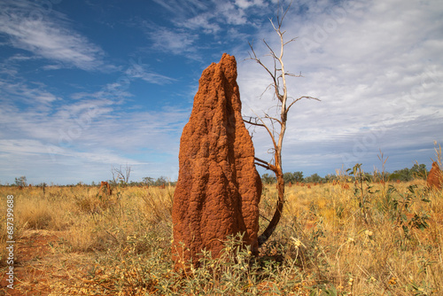 Termite mound in Australian Outback. photo