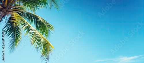 Tropical palm tree against blue sky with blank space.