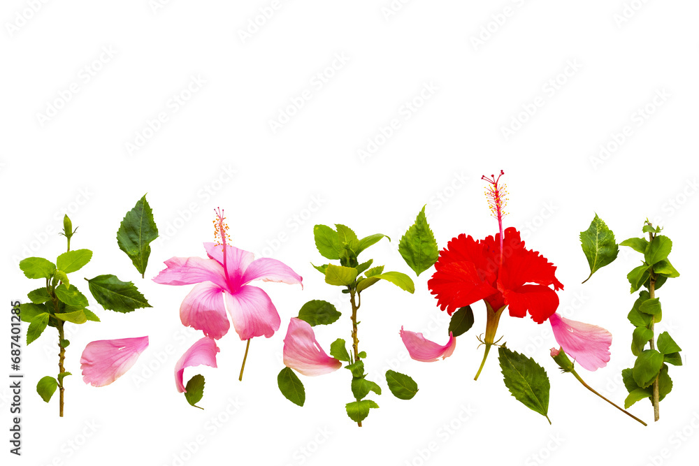 pink, red flowers hibiscus local flora arrangement flat lay postcard style 