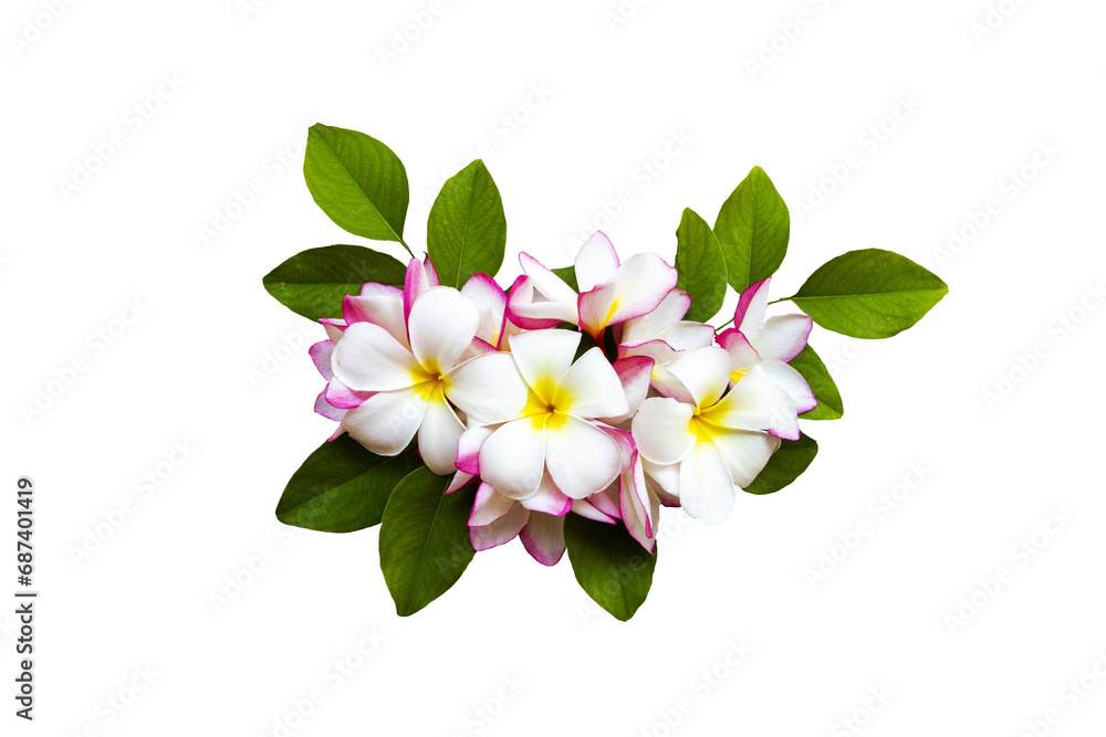 white, pink flowers frangipani local flora arrangement flat lay postcard style white, pink flowers frangipani local flora arrangement flat lay postcard style