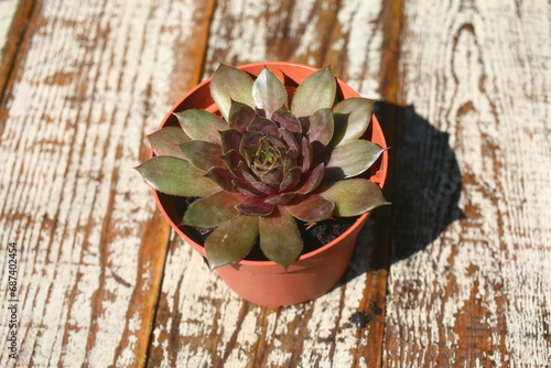 Rojnik REX Sempervivum 