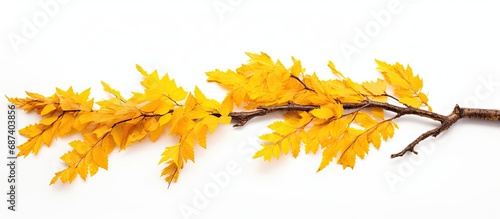 Decayed conifer branch with autumn yellow leaves, isolated on white.