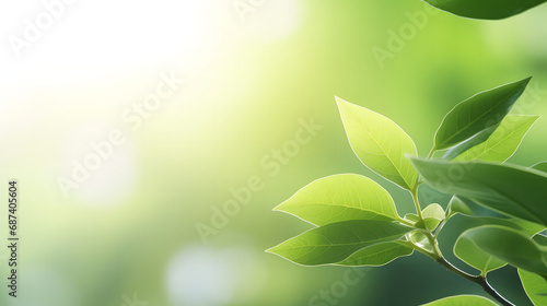 beautiful nature view of green leaf on blurred greener background in garden with copy space.