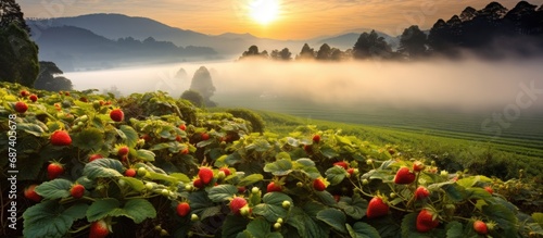 Sunrise in strawberry field, Doi Angkhang mountain, Chiangmai, Thailand.