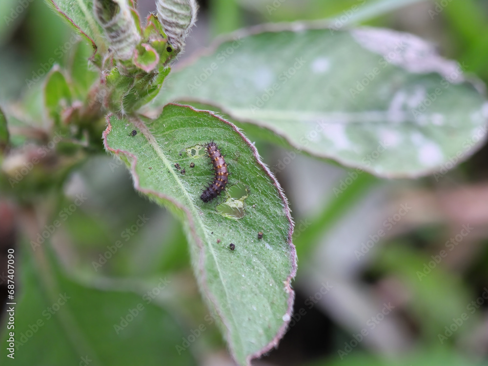 insect, macro, animal, mosquito, nature, bug, closeup, spider, ant, pest, black, green, leaf, fly, blood, malaria, antenna, wildlife, close up, close, close-up, gnat, mosquitoe, wing, detail insect, macro, animal, mosquito, nature, bug, closeup, spider, ant, pest, black, green, leaf, fly, blood, malaria, antenna, wildlife, close up, close, close-up, gnat, mosquitoe, wing, detail
