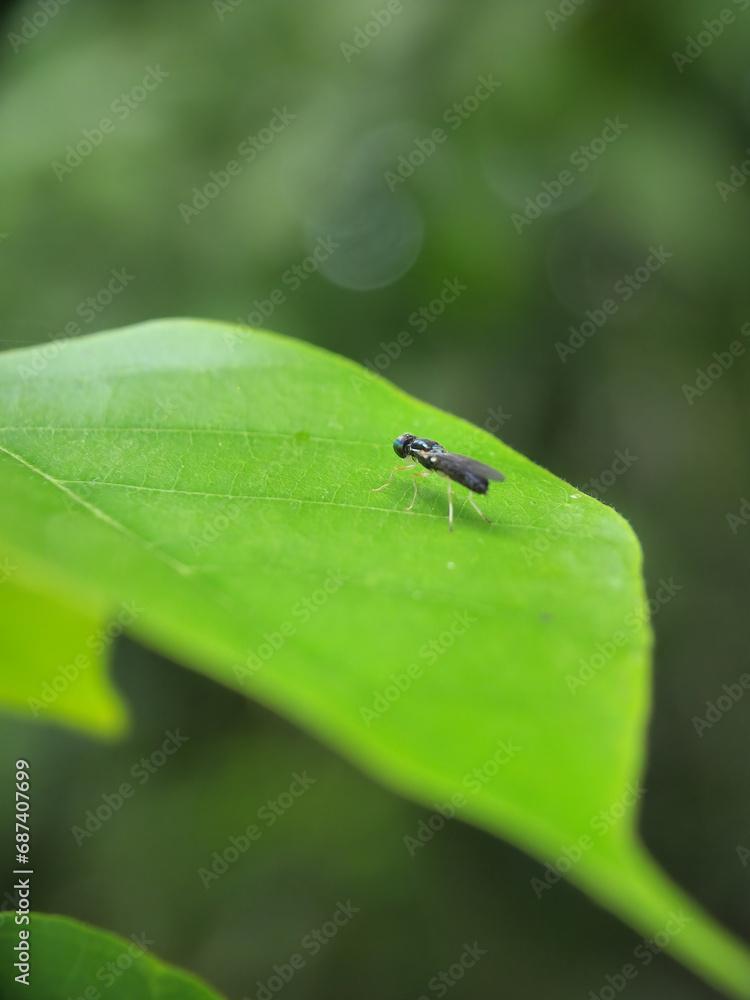 insect, macro, animal, mosquito, nature, bug, closeup, spider, ant, pest, black, green, leaf, fly, blood, malaria, antenna, wildlife, close up, close, close-up, gnat, mosquitoe, wing, detail insect, macro, animal, mosquito, nature, bug, closeup, spider, ant, pest, black, green, leaf, fly, blood, malaria, antenna, wildlife, close up, close, close-up, gnat, mosquitoe, wing, detail