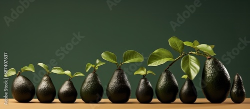Ancestral variety of small avocados, known as 