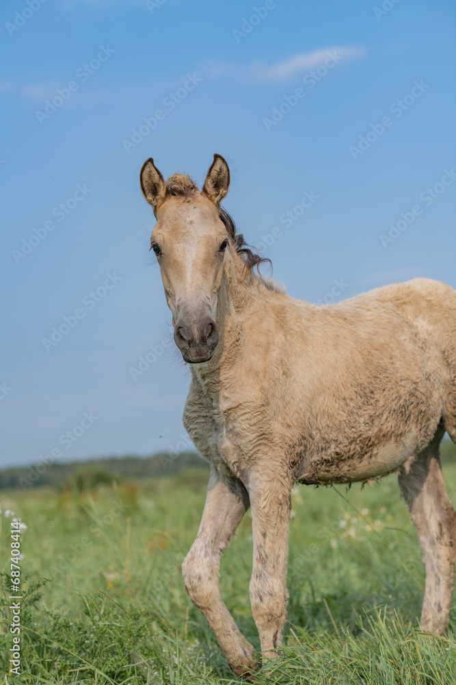 A beautiful Belarusian draft horse is grazing on a summer field. A beautiful Belarusian draft horse is grazing on a summer field.