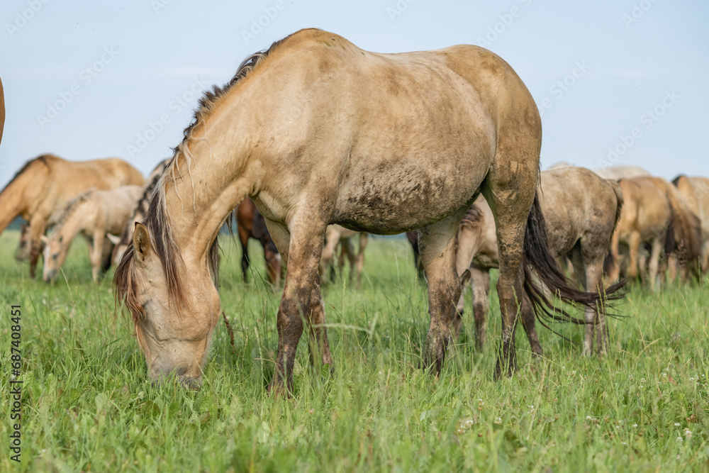 A beautiful Belarusian draft horse is grazing on a summer field. A beautiful Belarusian draft horse is grazing on a summer field.