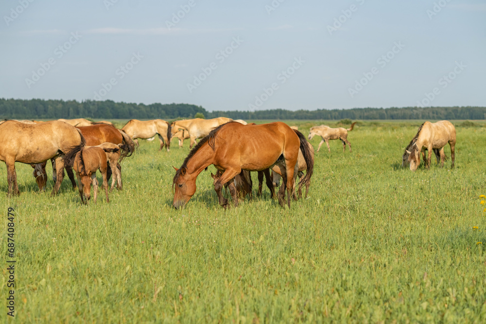 A beautiful Belarusian draft horse is grazing on a summer field.