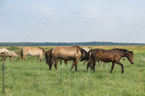 Fototapeta Naklejka Na Ścianę i Meble -  A beautiful Belarusian draft horse is grazing on a summer field.