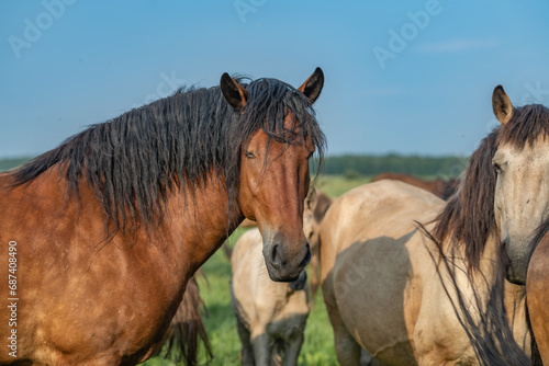 A beautiful Belarusian draft horse is grazing on a summer field.