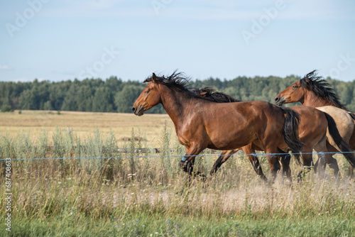 A beautiful Belarusian draft horse is grazing on a summer field.