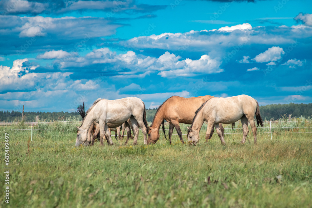 A beautiful Belarusian draft horse is grazing on a summer field. A beautiful Belarusian draft horse is grazing on a summer field.