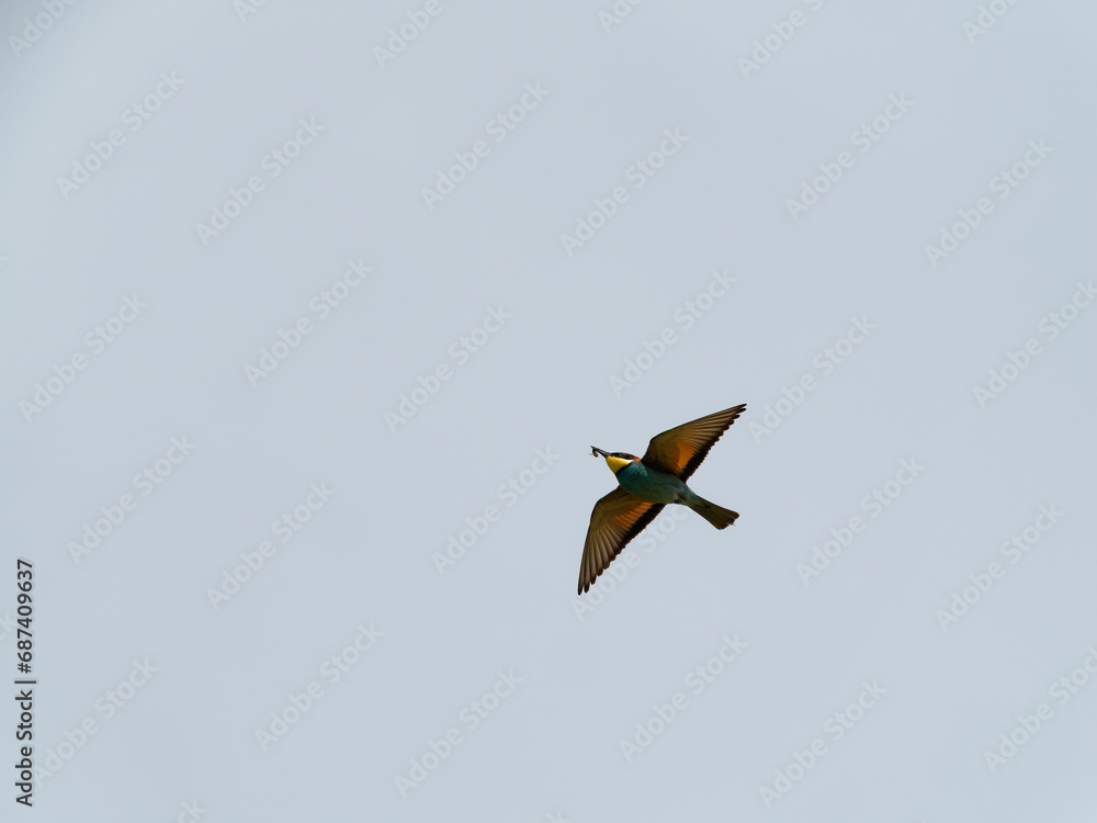 Europäischer Bienenfresser, Bienenfresser, Merops apiaster Europäischer Bienenfresser, Bienenfresser, Merops apiaster