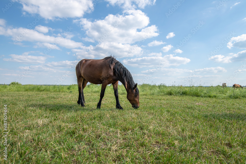 A beautiful Belarusian draft horse is grazing on a summer field.