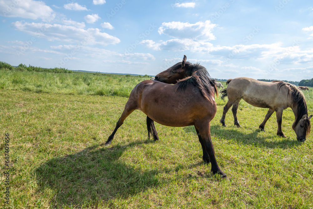 A beautiful Belarusian draft horse is grazing on a summer field. A beautiful Belarusian draft horse is grazing on a summer field.