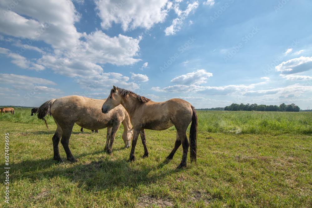 A beautiful Belarusian draft horse is grazing on a summer field. A beautiful Belarusian draft horse is grazing on a summer field.