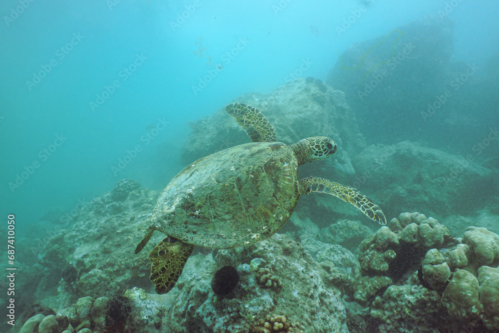 Fototapeta premium Snorkeling with Wild Hawaiian Green Sea Turtles in Hawaii 