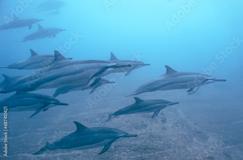 Wild Hawaiian Spinner Dolphins swimming in the Beautiful Clear Ocean water in Hawaii 