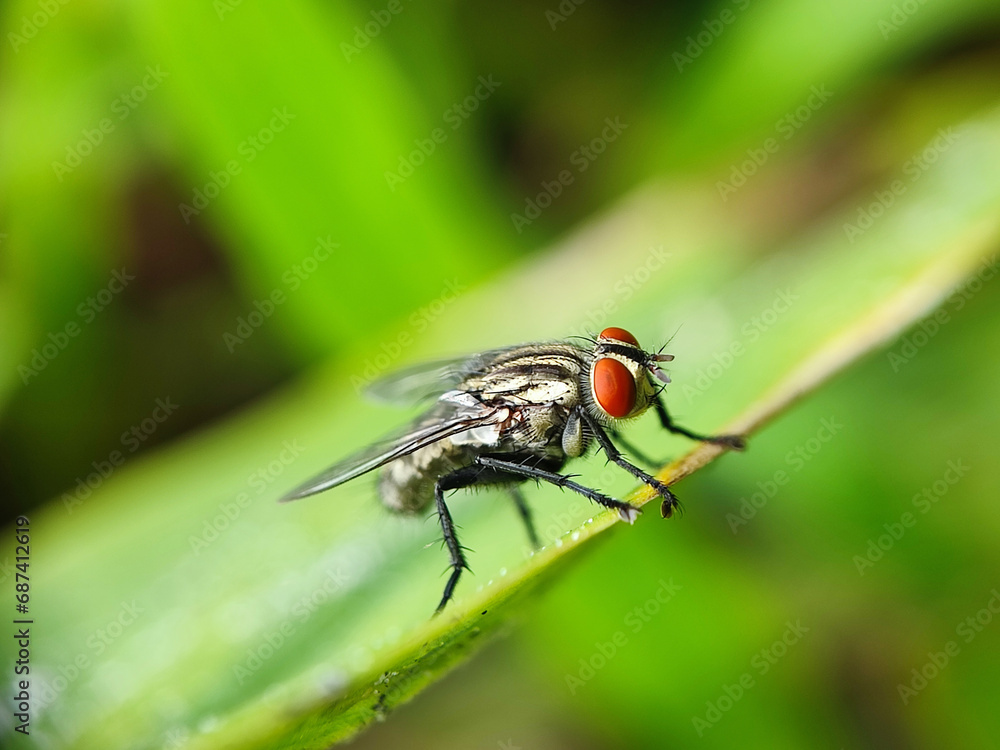 fly, insect, macro, nature, leaf, bug, animal, closeup, wing, close-up, pest, housefly, eye, detail, wildlife, hairy, small, close, isolated, wings, black, close up, garden, eyes fly, insect, macro, nature, leaf, bug, animal, closeup, wing, close-up, pest, housefly, eye, detail, wildlife, hairy, small, close, isolated, wings, black, close up, garden, eyes