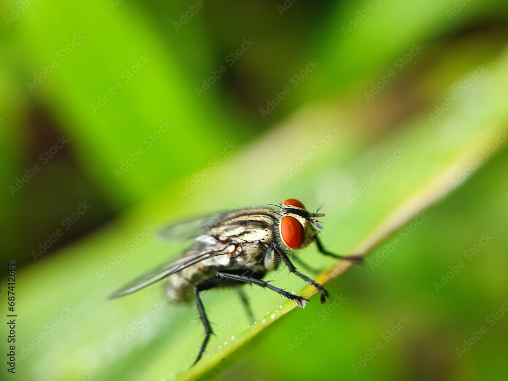 fly, insect, macro, nature, leaf, bug, animal, closeup, wing, close-up, pest, housefly, eye, detail, wildlife, hairy, small, close, isolated, wings, black, close up, garden, eyes fly, insect, macro, nature, leaf, bug, animal, closeup, wing, close-up, pest, housefly, eye, detail, wildlife, hairy, small, close, isolated, wings, black, close up, garden, eyes