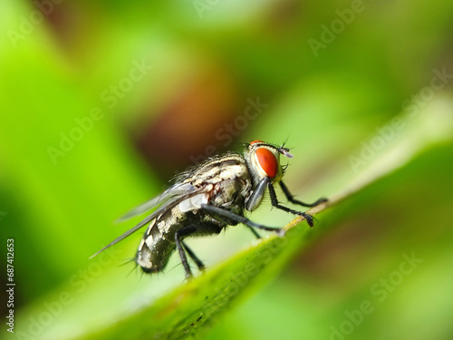 fly, insect, macro, nature, leaf, bug, animal, closeup, wing, close-up, pest, housefly, eye, detail, wildlife, hairy, small, close, isolated, wings, black, close up, garden, eyes © TASIF