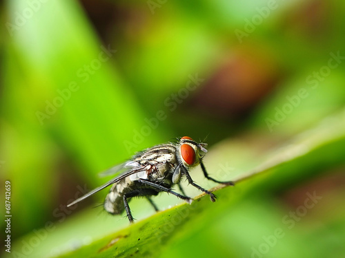 fly, insect, macro, nature, leaf, bug, animal, closeup, wing, close-up, pest, housefly, eye, detail, wildlife, hairy, small, close, isolated, wings, black, close up, garden, eyes