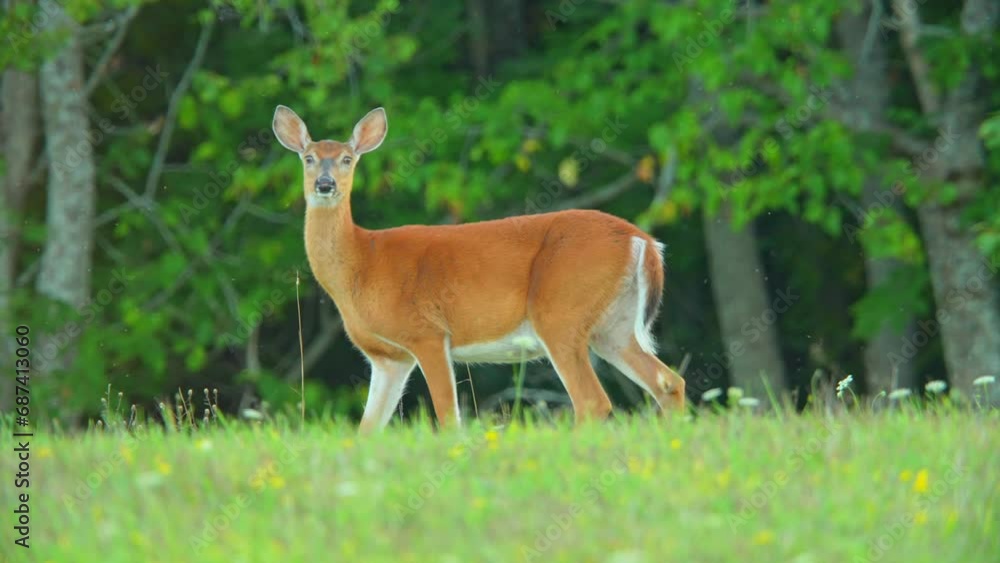 Female deer, or doe, is spotted in a meadow as the evening sun sets during summer. Canadian wilderness countryside. A white-tailed female deer is observed in the natural setting of Manitoulin Island Female deer, or doe, is spotted in a meadow as the evening sun sets during summer. Canadian wilderness countryside. A white-tailed female deer is observed in the natural setting of Manitoulin Island