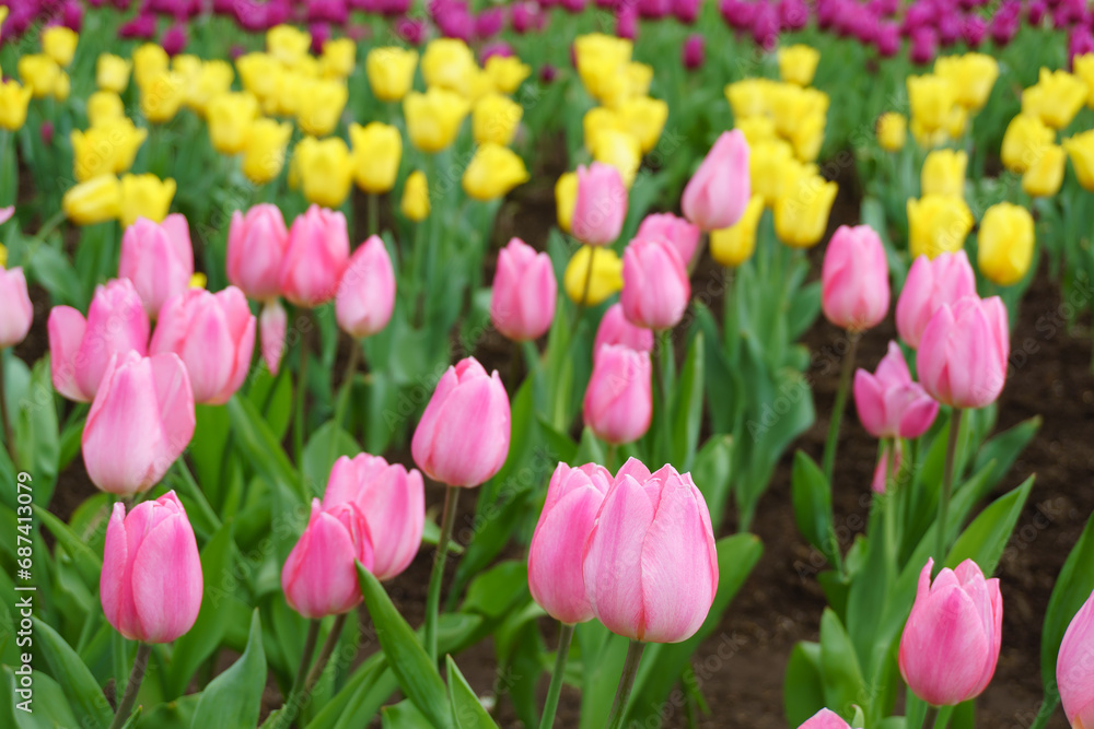 チューリップの花 長崎県 tulip flowers チューリップの花 長崎県 tulip flowers
