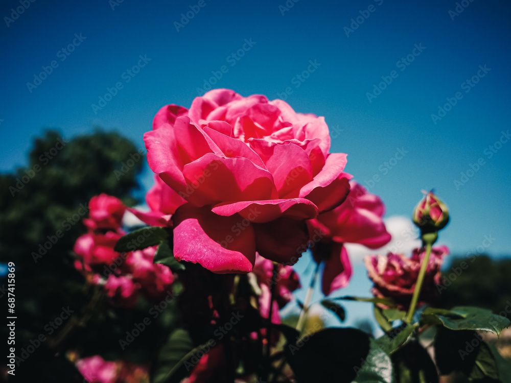 Fototapeta premium Rose flower in the garden