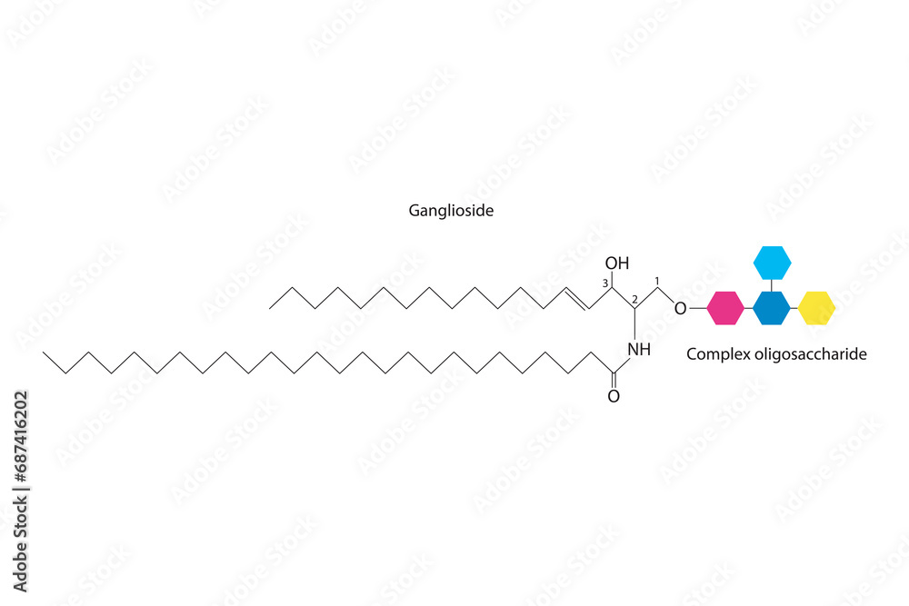 Diagram showing schematic molecular structure of Ganglioside  Scientific vector illustration.