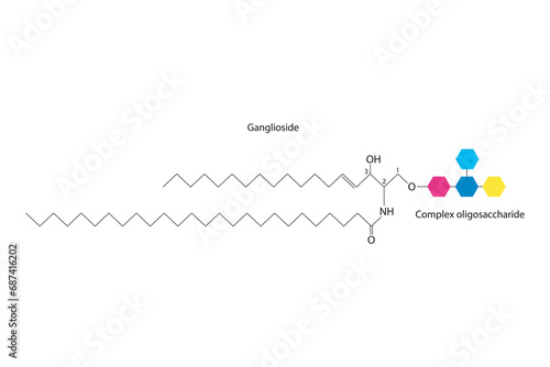 Diagram showing schematic molecular structure of Ganglioside  Scientific vector illustration.