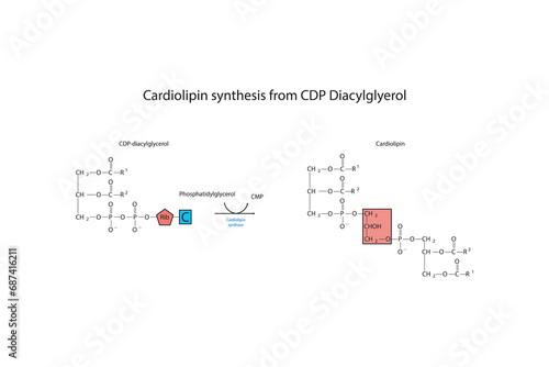 Schematic molecular diagram of Cardiolipin synthesis from CDP Diacylglycerol via Cardiolipin synthase  Scientific vector illustration.