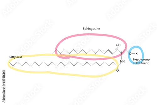 Diagram showing schematic molecular structure of Sphingolipid - including fatty acid, head group, glycerol and substituent  Scientific vector illustration.