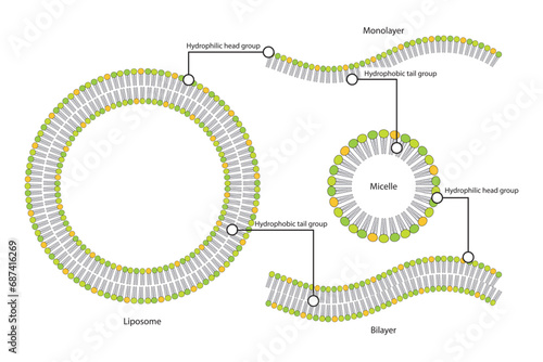 Diagram showing phospholipid structures - Liposome, micelle, monolayer and bilayer. Pink scientific vector illustration.