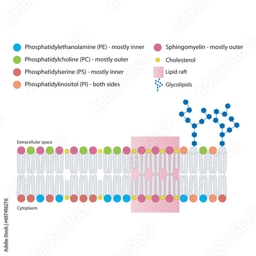 Diagrams showing schematic structure of cytoplasmatic membrane, including phospholipids (PE, PC, PS, sphingomyelin) glycolipids, cholesterol, lipid raft. Colorful scientific vector illustration.