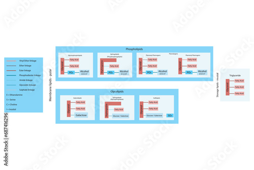 Diagram showing classification of lipids - storage lipids, membrane lipids - phospholipids, glycolipids, triglyceride and more, including chemical linkages Blue and red scientific vector illustration.