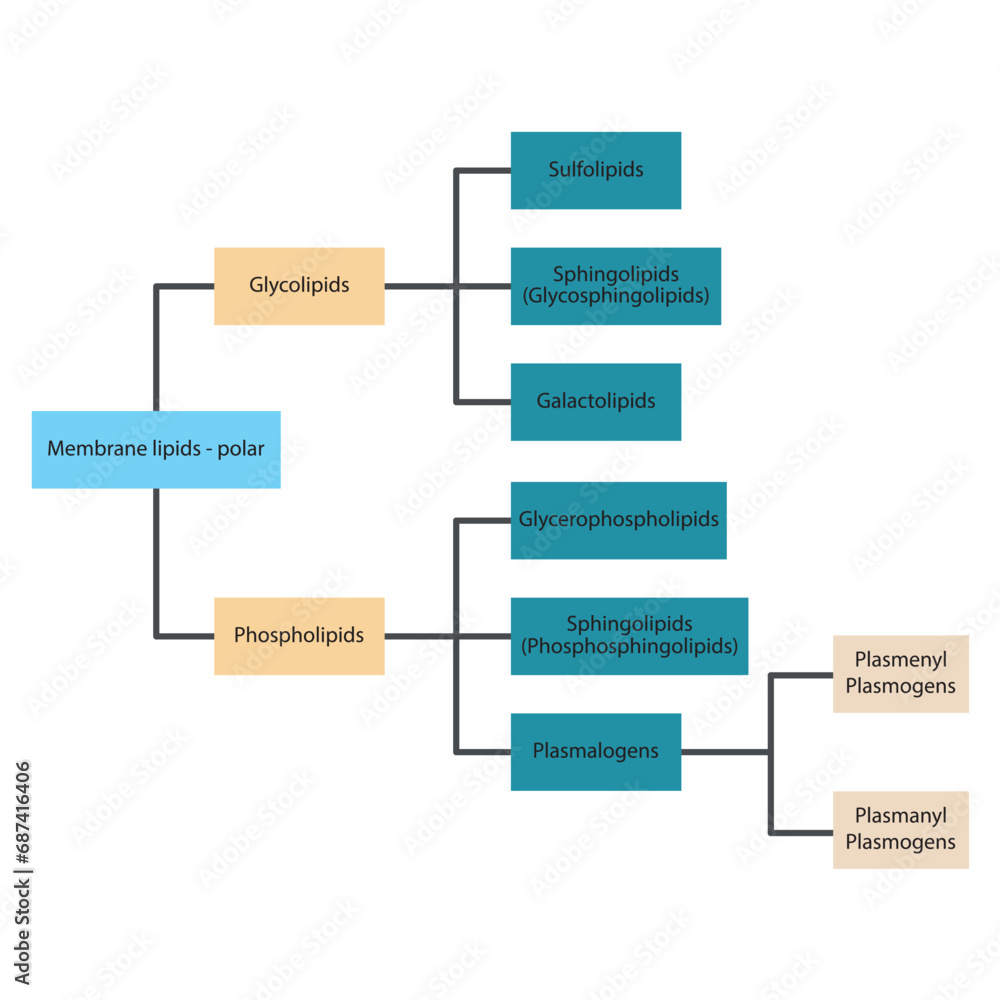 Diagram showing classification of lipids storage lipids, membrane