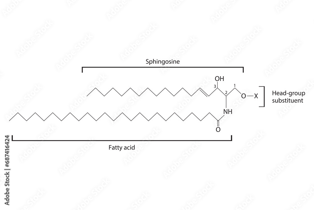 Diagram showing schematic molecular structure of Sphingolipid - including fatty acid, head group, glycerol and substituent  Scientific vector illustration.