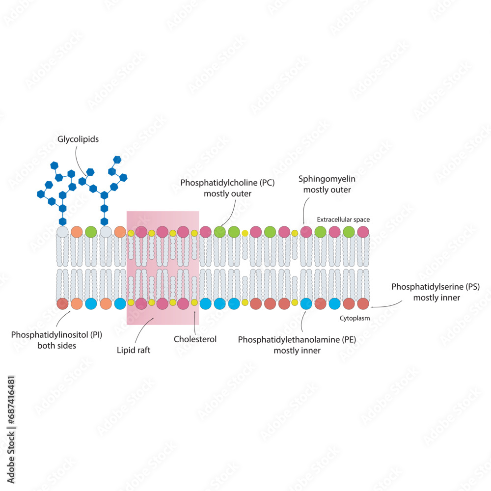 Fototapeta premium Diagrams showing schematic structure of cytoplasmatic membrane, including phospholipids (PE, PC, PS, sphingomyelin) glycolipids, cholesterol, lipid raft. Colorful scientific vector illustration.